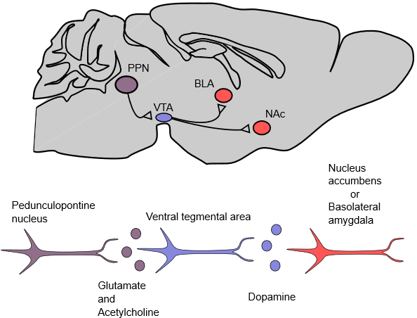 Diagram: PPN neurons release glutamate and acetylcholine onto VTA dopamine neurons, which project to the nucleus accumbens and basolateral amygdala.